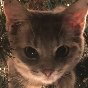 Meet your Posher, Kim